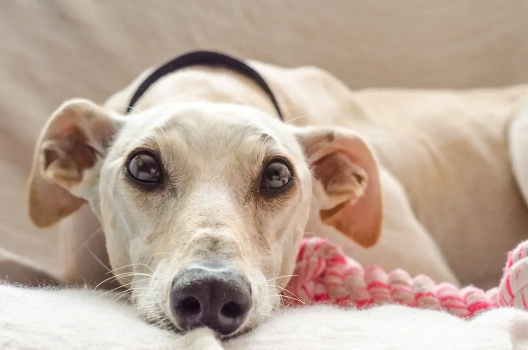 Whippet Good: The Best Kept Secret in the Dog World