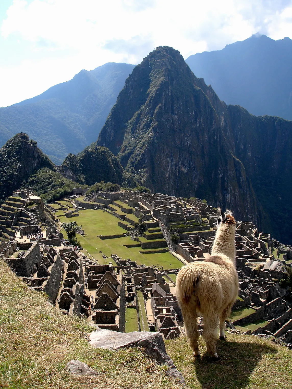 A lone llama facing a beautiful view of Machu Picchu.