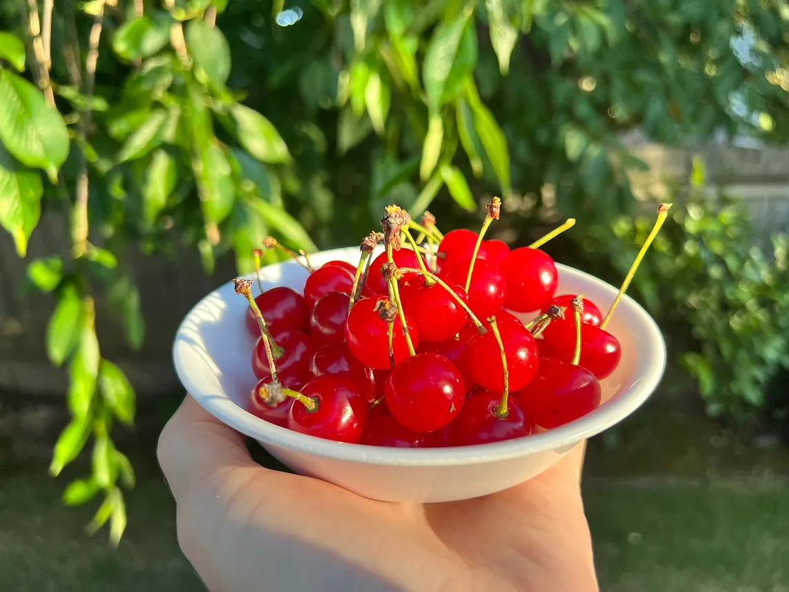 A bowl full of bright red sour pie cherries held in a hand with the green backdrop of a garden.