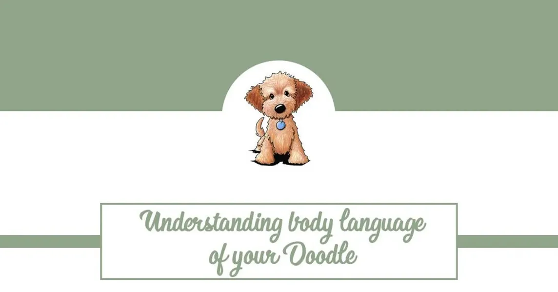 Understanding body language of your doodle