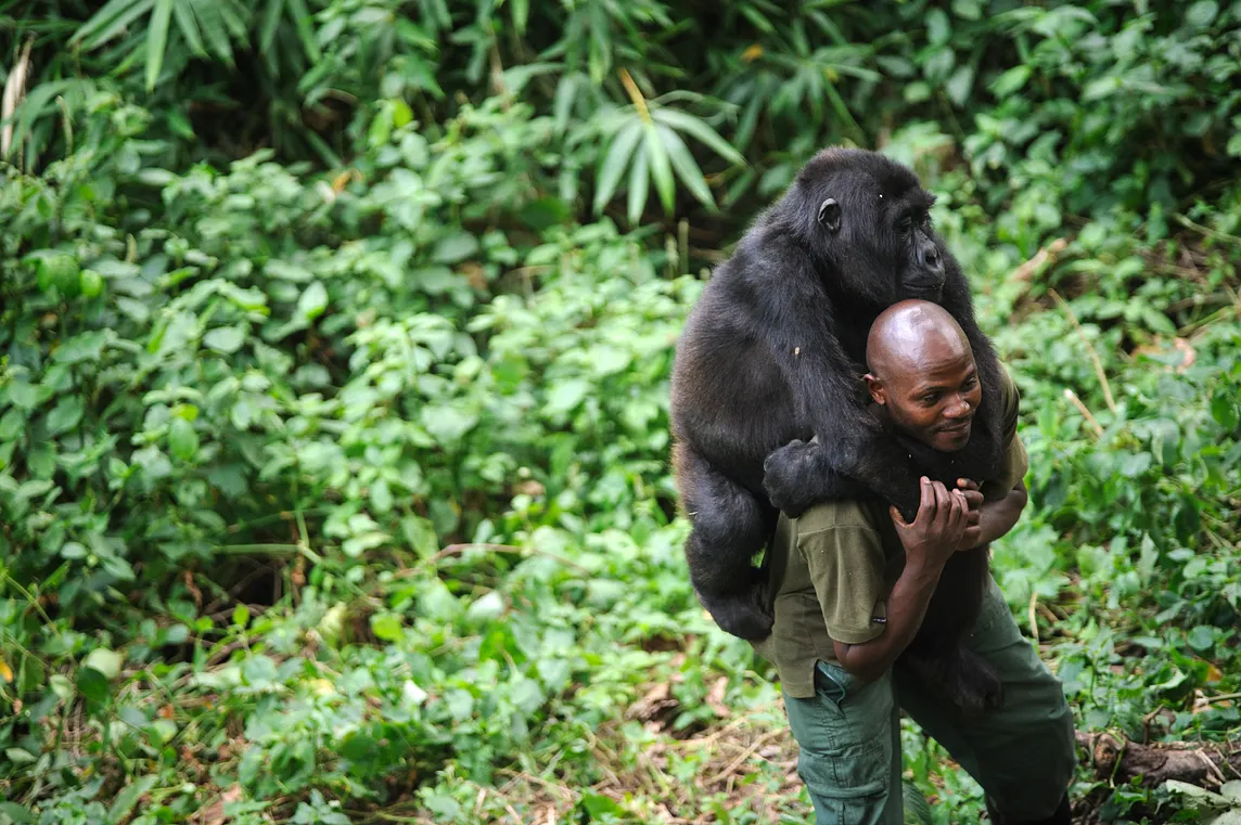 Virunga (2014 Documentary) — My Reflections