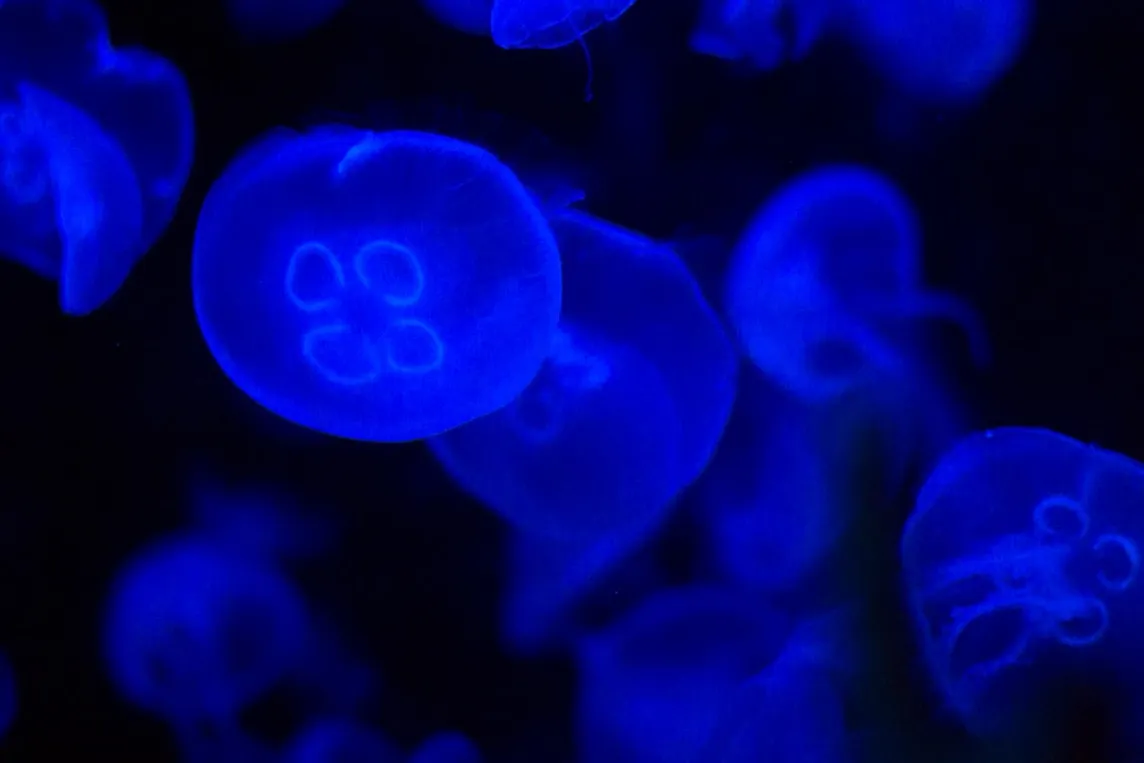 Mysterious deep blue jellyfish against a black background.