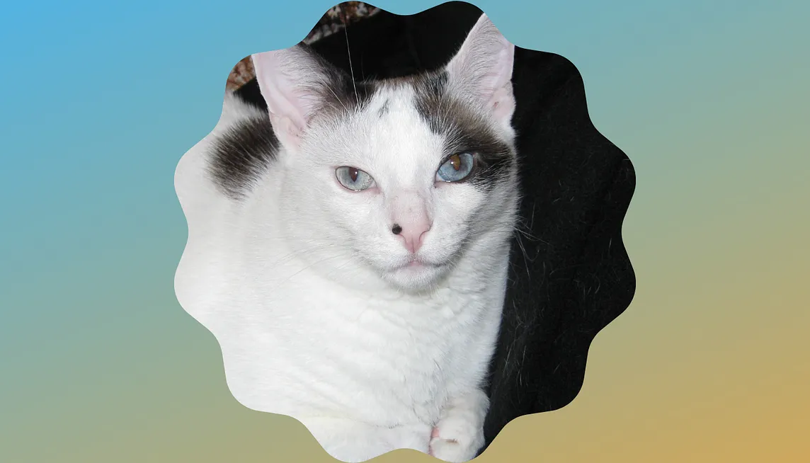 White cat with dark patches and pale blue eyes in a wavy, round frame, in front of a muted blue/green/yellow gradient background.
