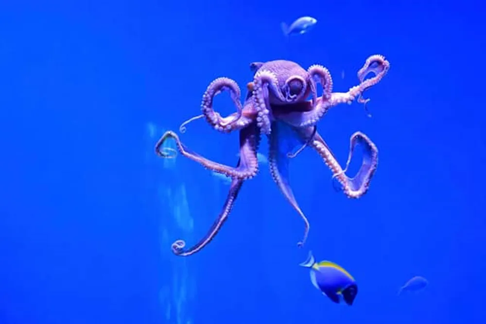 As Netflix documentary My Octopus Teacher showed, these marvellous creatures are too intelligent to…