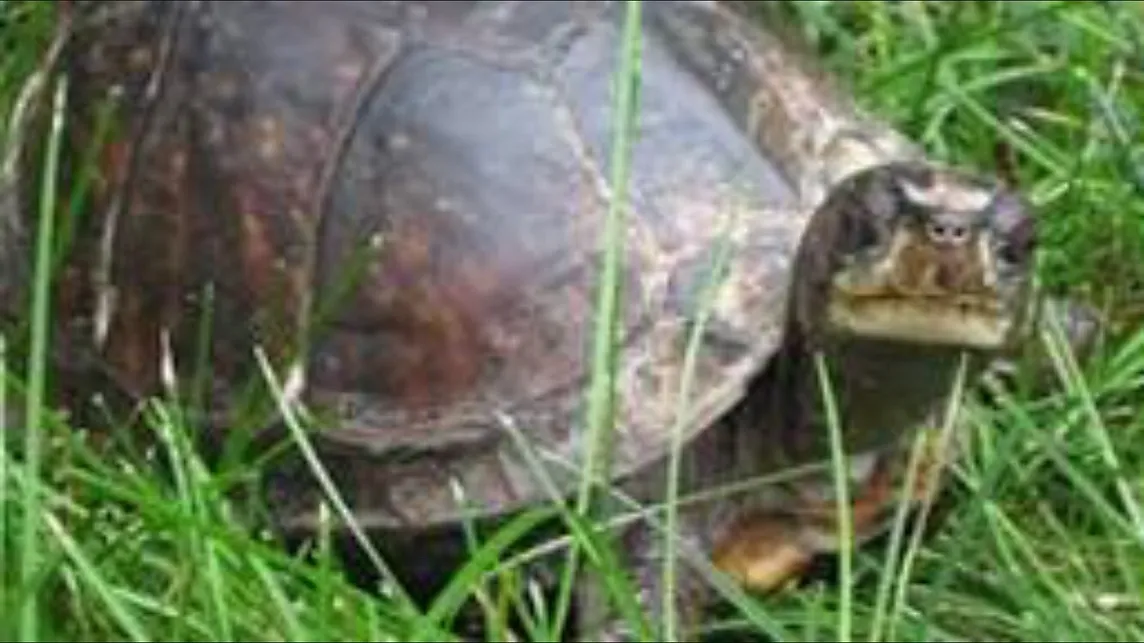 A brown box turtle in the grass