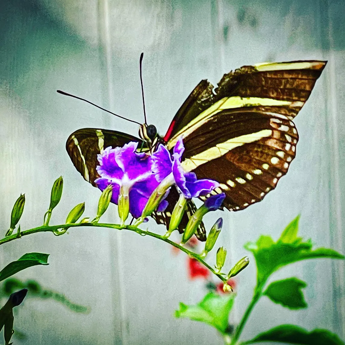 Zealously and Zestfully Celebrating Zig Zagging Zebra Longwings