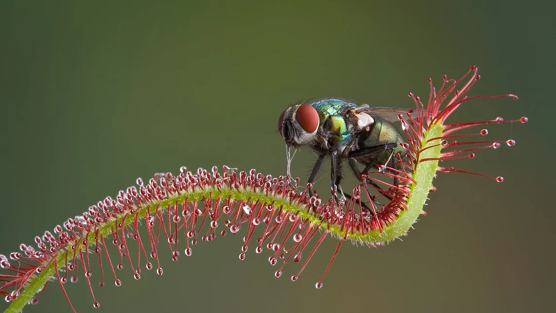 Plant leaf studded with red tentacles that have drops of mucus on the end. A fly is on top of the leaf, stuck in the mucus, as the leaf bends inward to wrap around it.