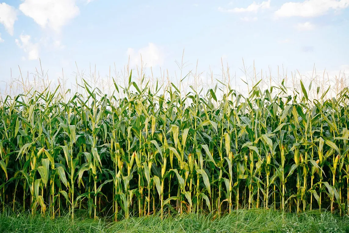 A Comprehensive Guide to Maize Cultivation: Tips for Successful Corn Farming