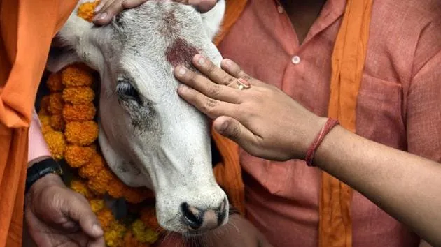 The Disturbing Cow Vigilantism in India