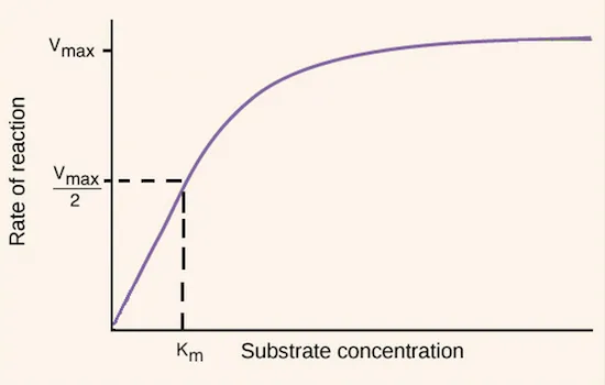 Km and Enzyme Kinetics