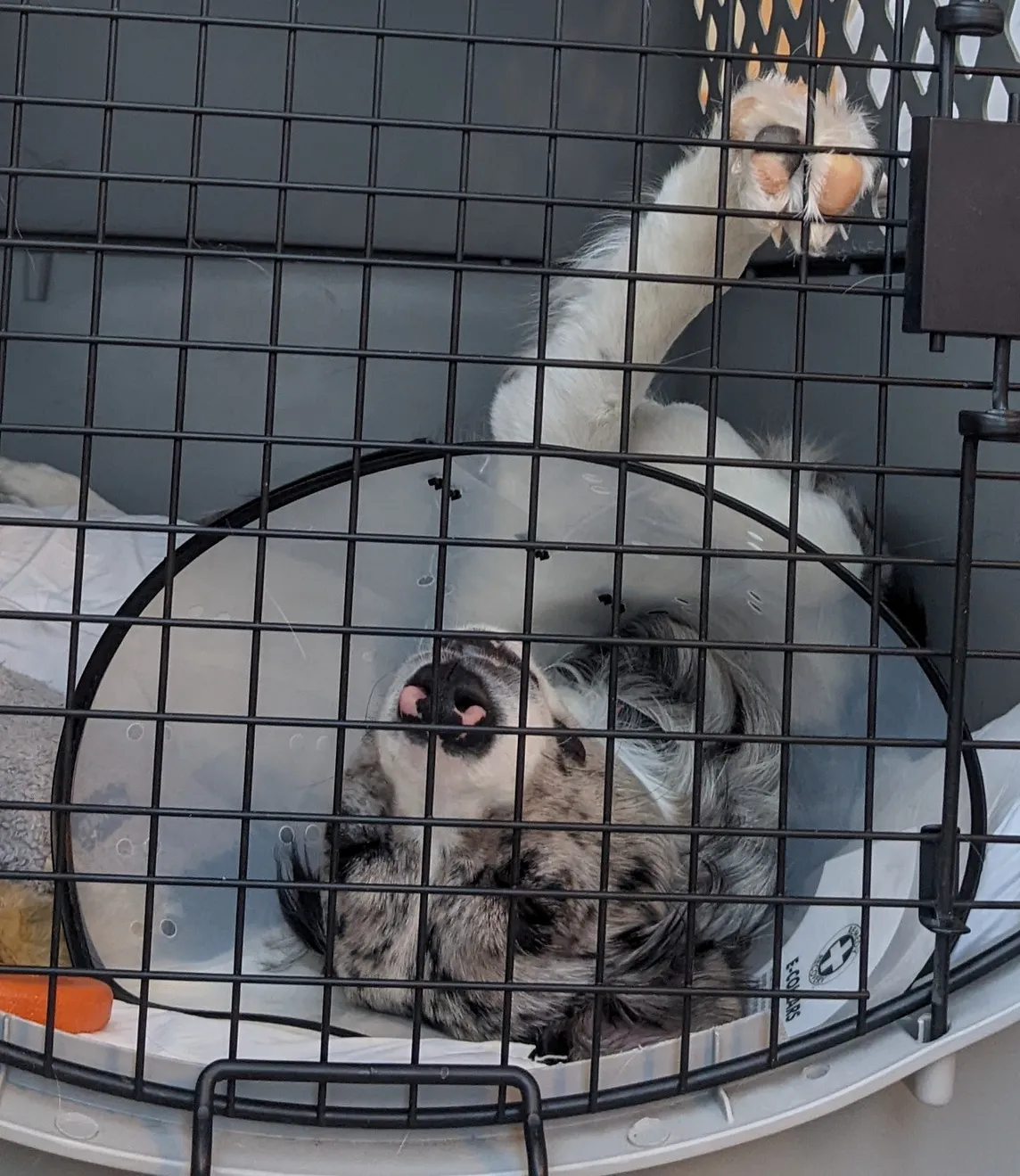 Pepper the border collie naps in her crate with her cone on