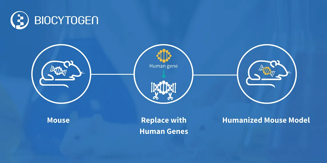 drug target humanized mouse models