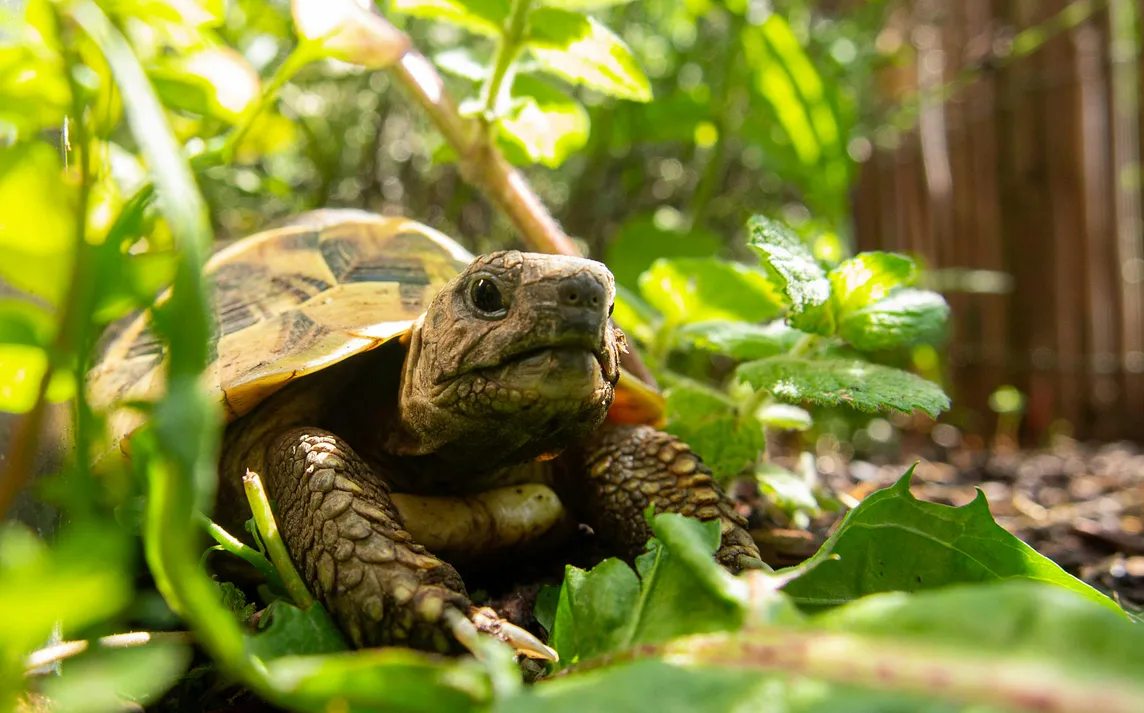 Photo of a turtle on the ground surrounded by greenery.