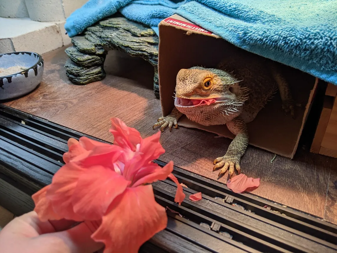 The TRUTH about Feeding Hibiscus to Bearded Dragons