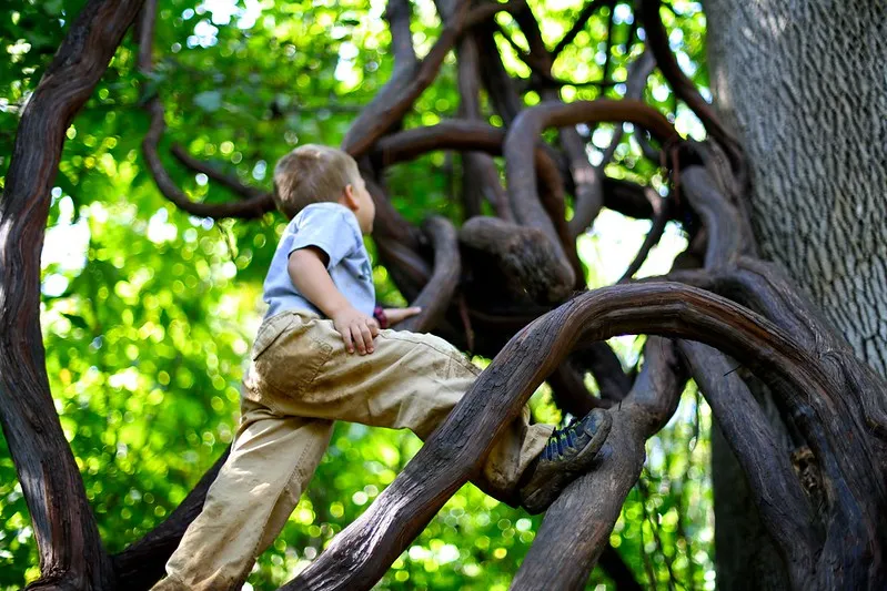 boy climbing up a large tree with interesting roots