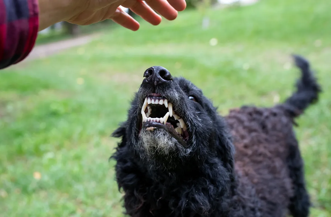 How to Help Someone Who’s Been Bitten by a Dog: A Comprehensive First-Aid Guide