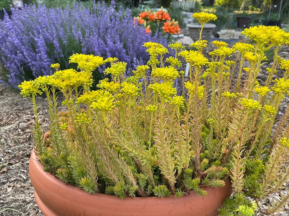 Petal to the Metal: How Gardening Drives Your Brain to Optimal Levels