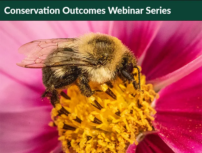 Celebrating National Pollinator Week: Exploring Conservation Outcomes Webinar