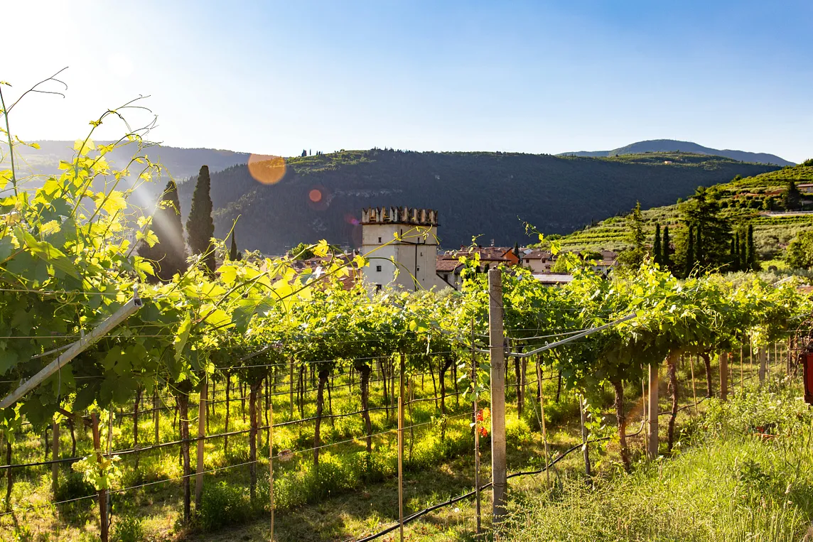 ITALIAN WINES E-MTB MOUNTAIN BIKING TOUR: Ride Through Italy’s Iconic Vineyards and Discover the…