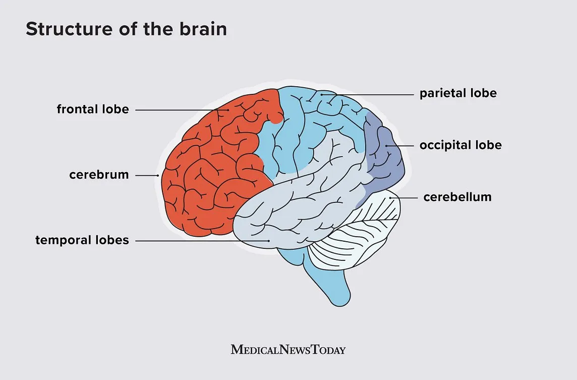 Frontal Lobe