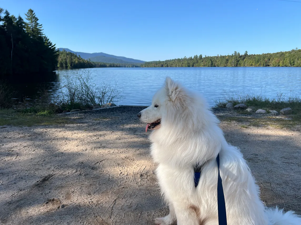 The Continuing Dog Days of Summer