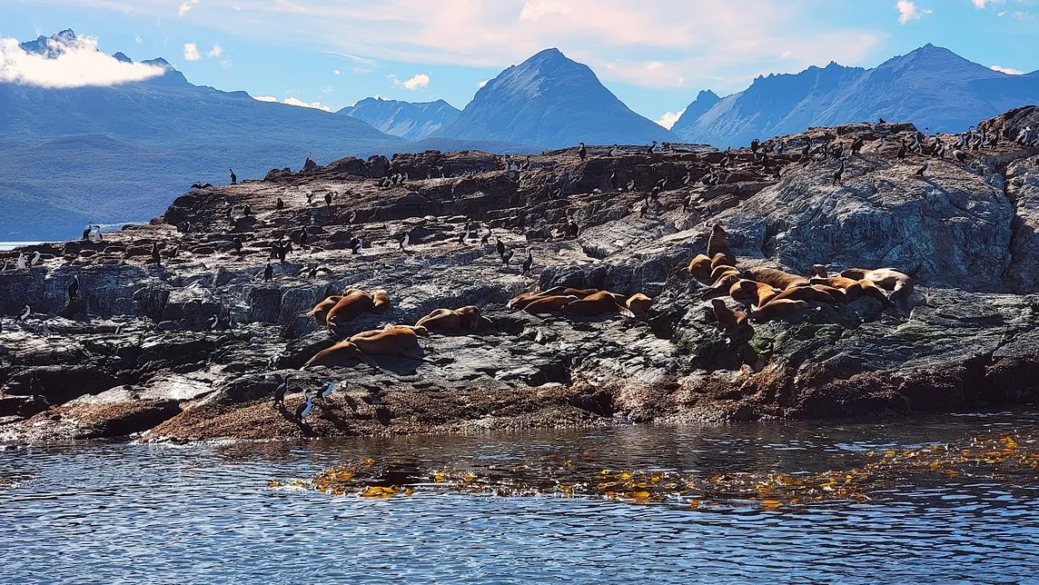 Fighting Age Discrimination to Snorkel with Sea Lions