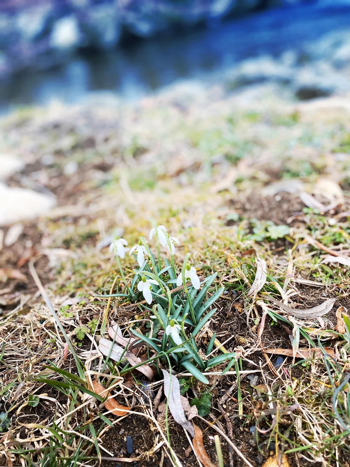 flowers starting to bloom in Spring