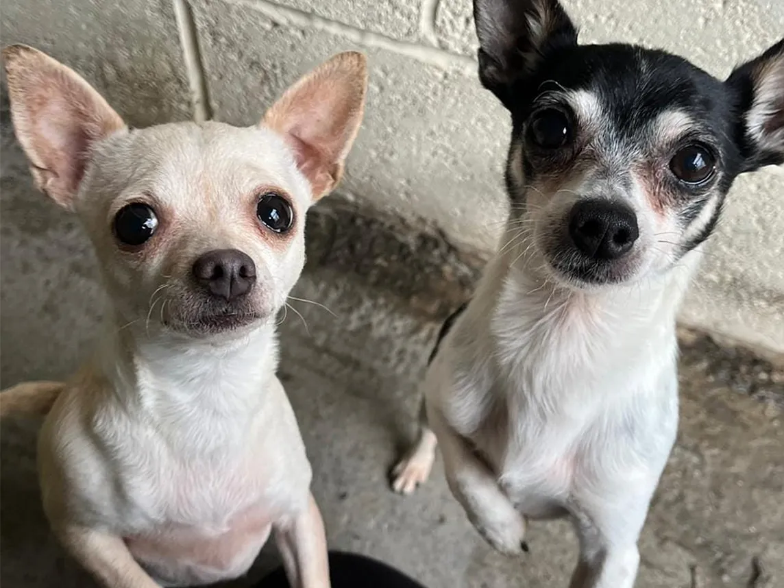 Chihuahuas Left with No Food or Water During Owner’s Holiday — Chihuacorner.com