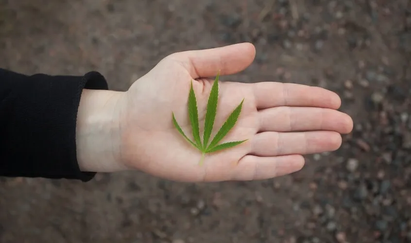 Woman’s hand holding a hemp leaf