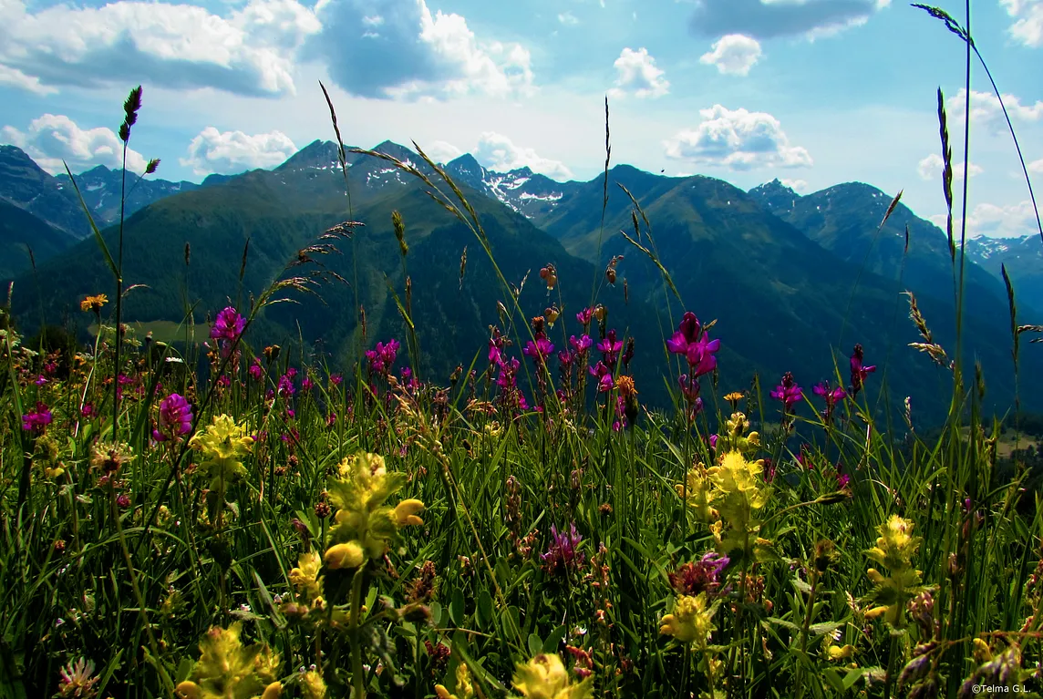 Witnessing Evolution and Learning how to Think about it in the Wonderful Swiss Alps