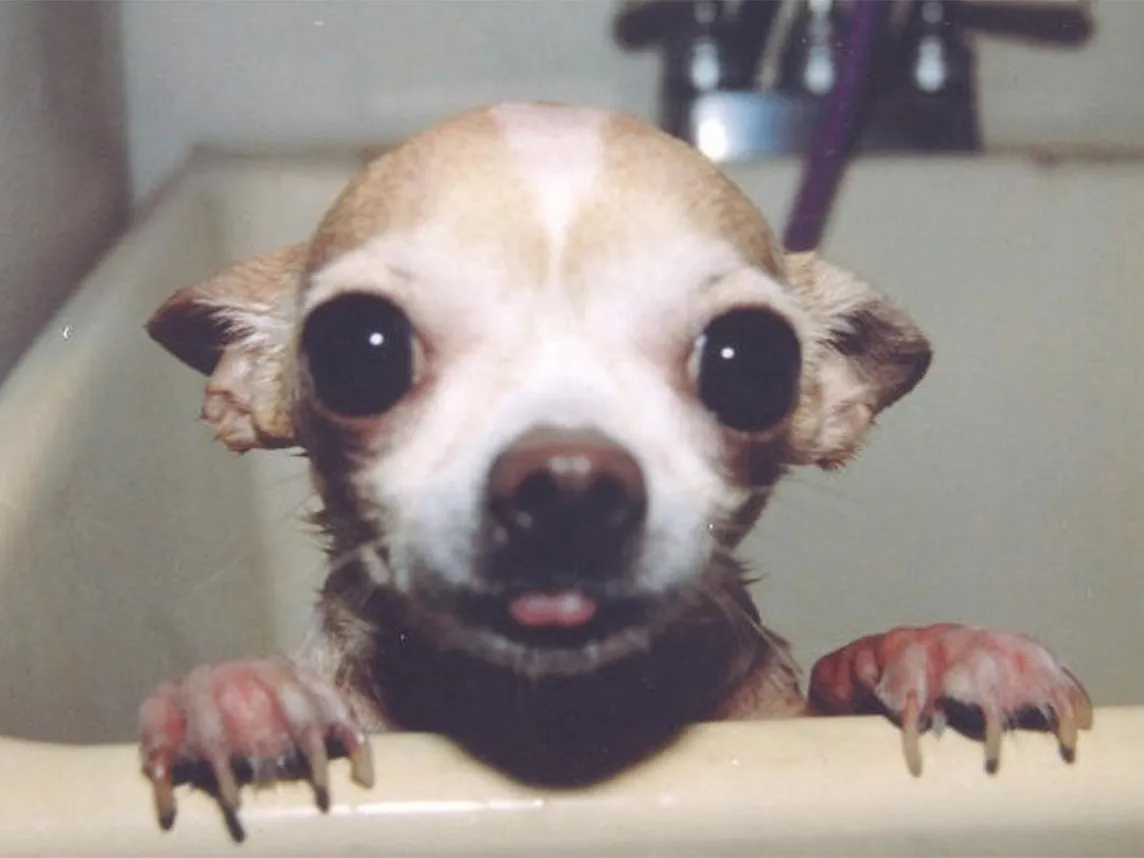 Surprising Things Chihuahuas Love and Fill Them With Joy — Chihuacorner.com