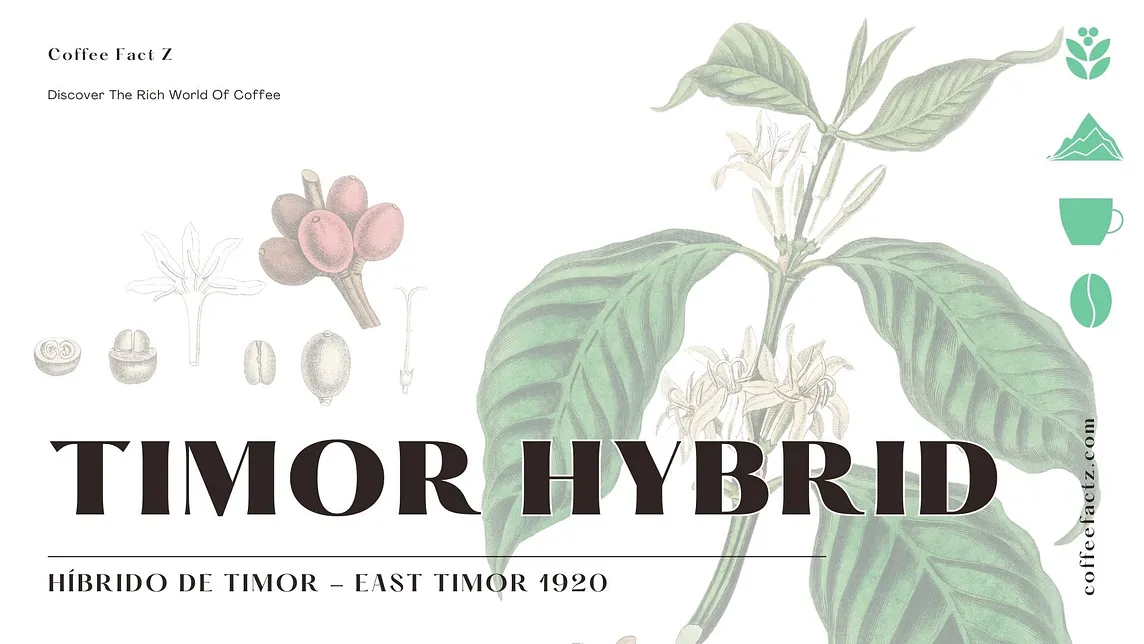 Timor Hybrid: The Story of the ‘Super Coffee’