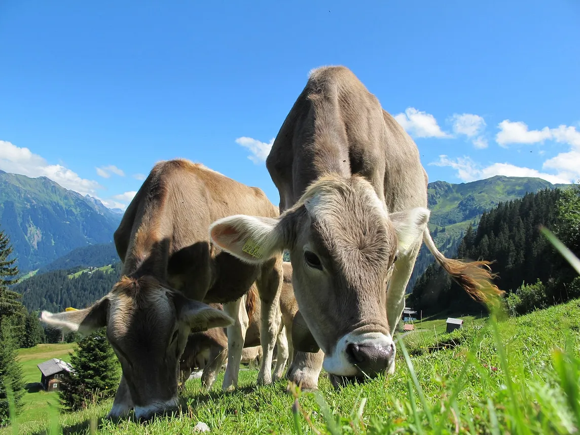 4 Reasons Why Less Meat Consumption Saves The Earth