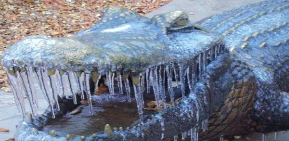 Crocodile and Alligators on Ice