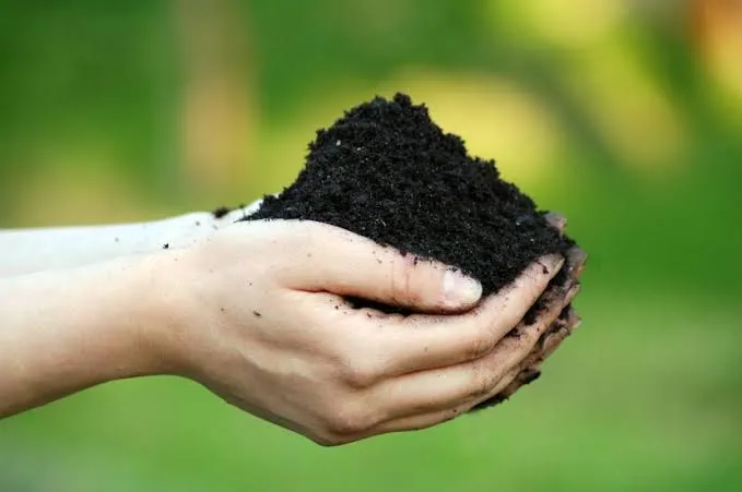 Soil, a complex amalgamation of minerals, organic matter, organisms, gases, and water, embodies a…