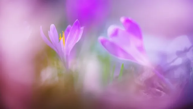 Crocuses in spring