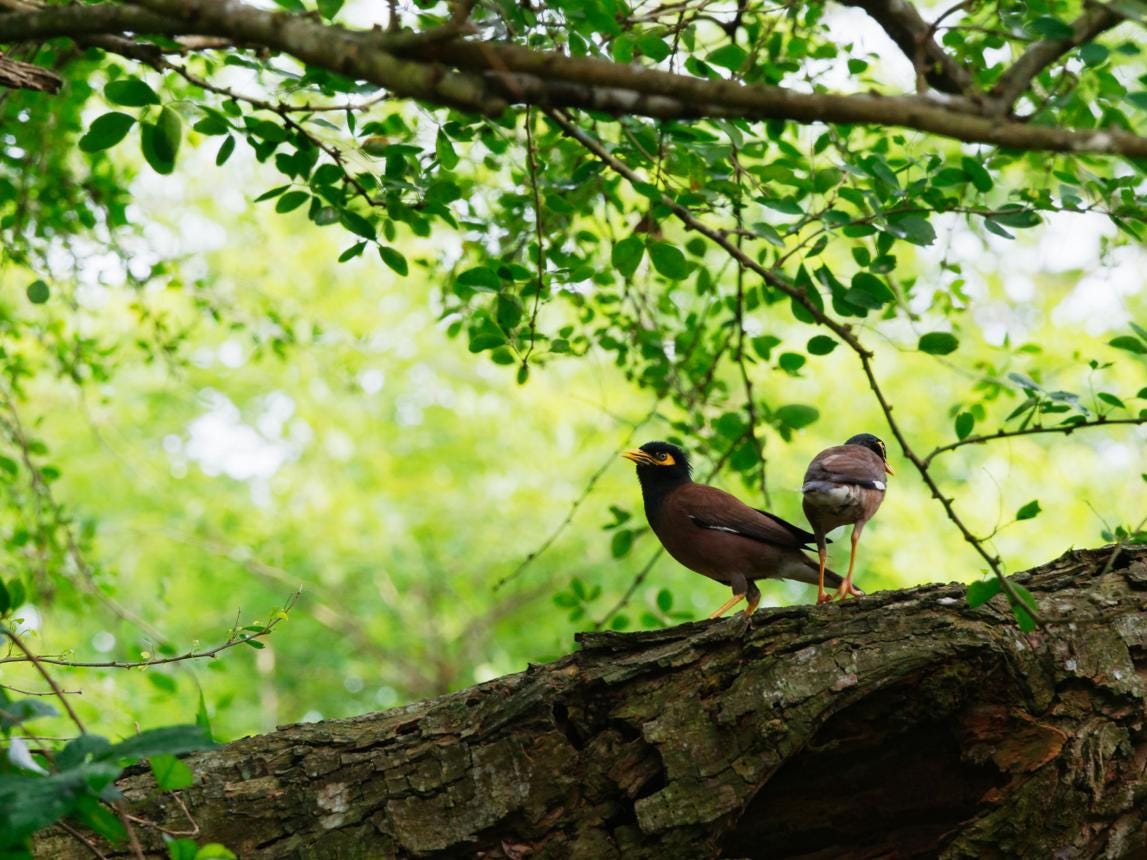 Two little birds, a little luck, and a lot of hope