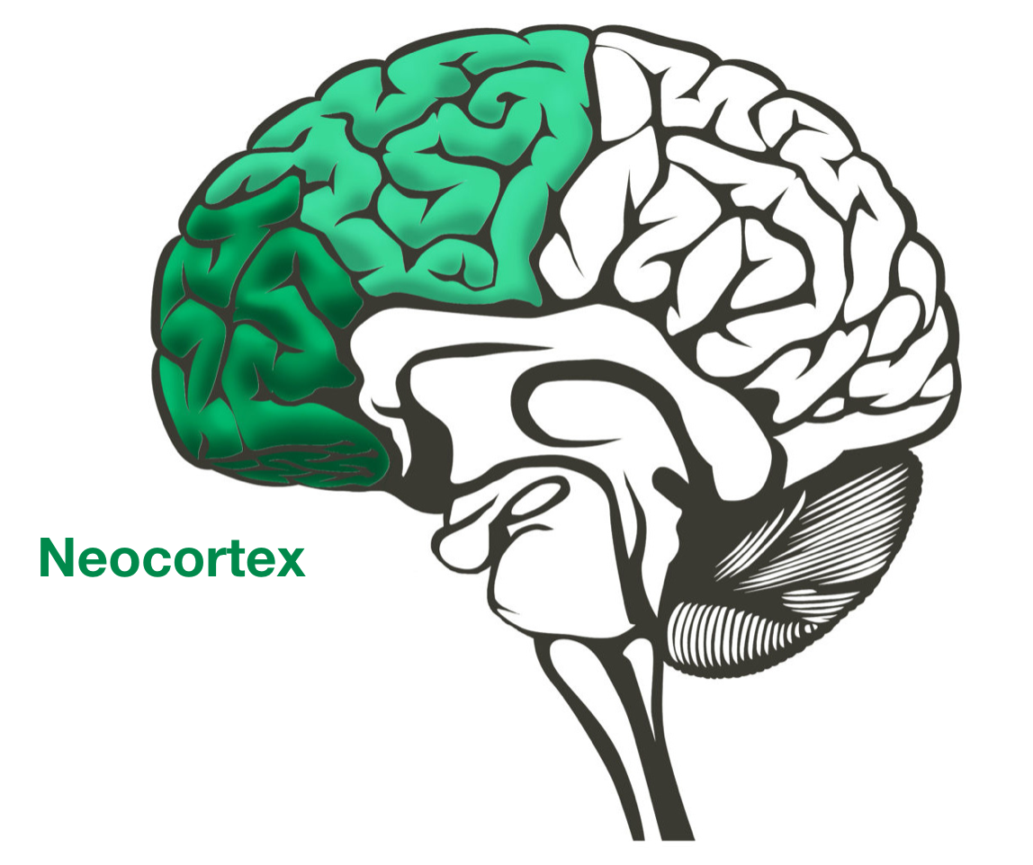 R brain. Кортекс и неокортекс. Рептильный мозг Кортекс неокортекс. Отделы мозга рептильный мозг неокортекс. Рептильный мозг лимбический мозг и неокортекс.