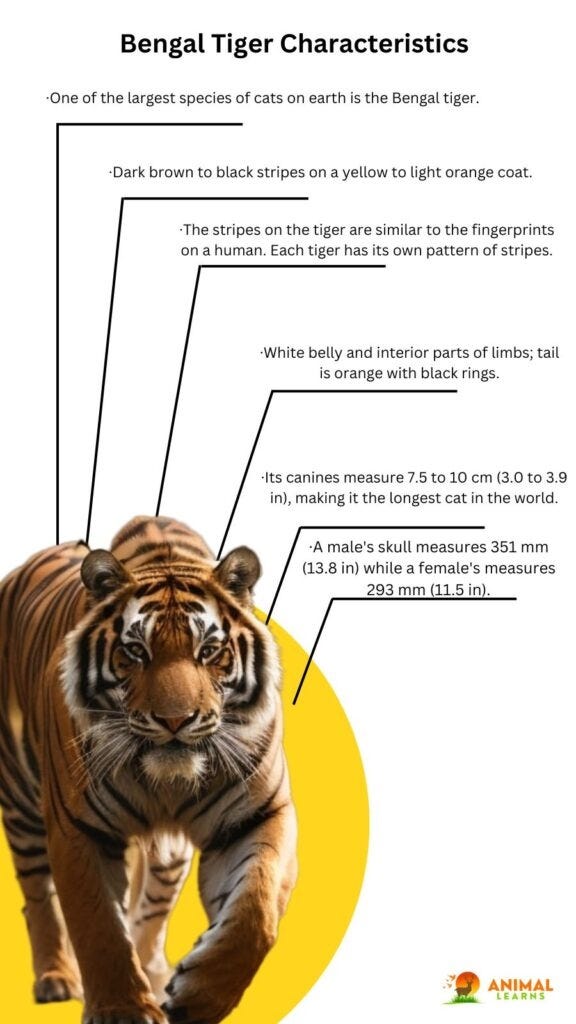 Bengal Tiger - Facts, Diet, Habitat & Pictures on