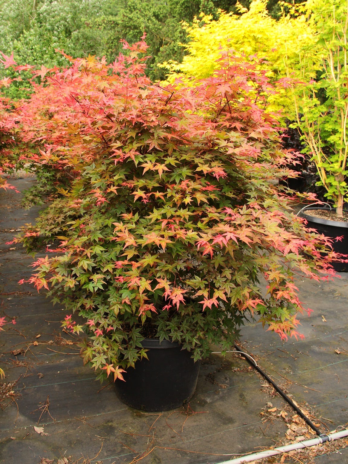 How To Plant Dwarf Japanese Maples in Pots? by Rachel Beth Medium