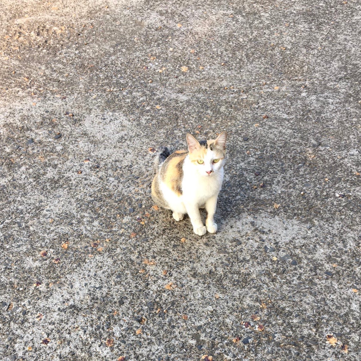 becoming-a-stray-cat-feeder-unexpected-healing-nyaww-by