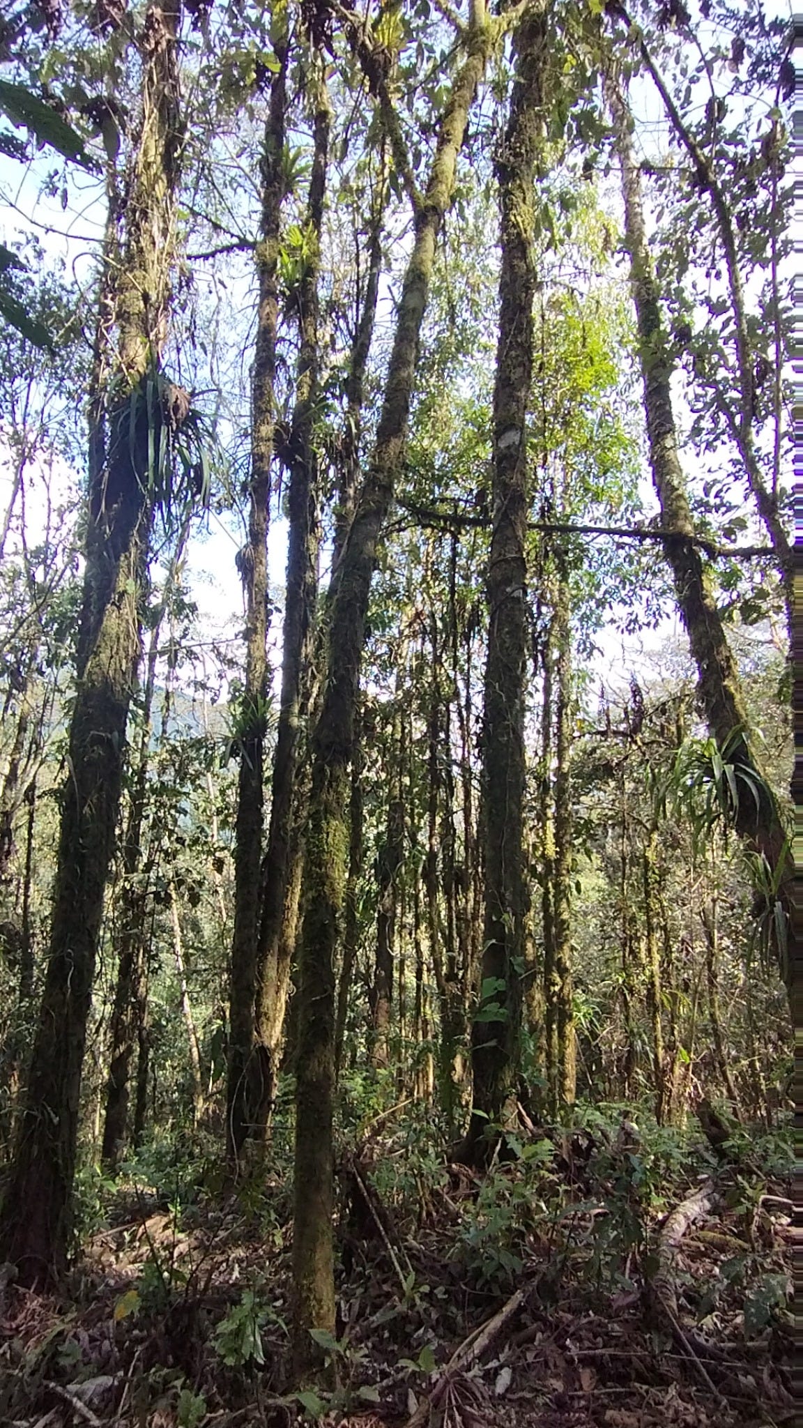 Forests as Active Carbon Sinks: The Science Behind Climate Mitigation