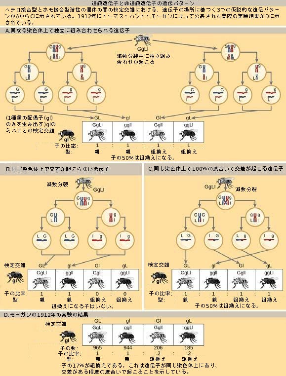 遺伝学の百科事典 - 丸善出版 理工・医学・人文社会科学の専門書