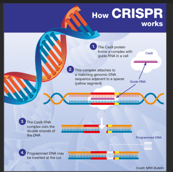 🧬AI In Genetic Sciences: Decoding Life Through Algorithms | by