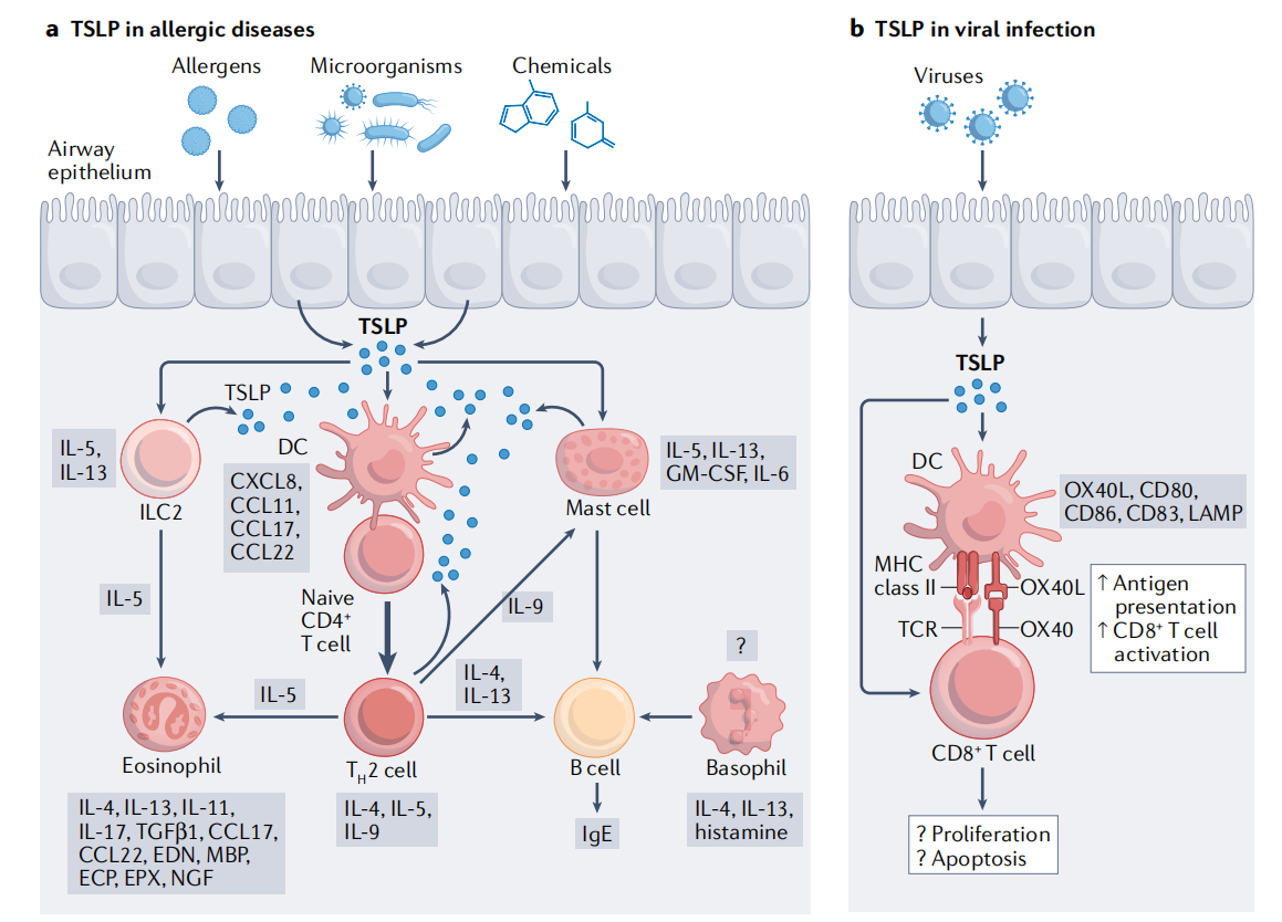 (Data source: Ebina-Shibuya R, et al. Nat Rev Immunol. 2023)