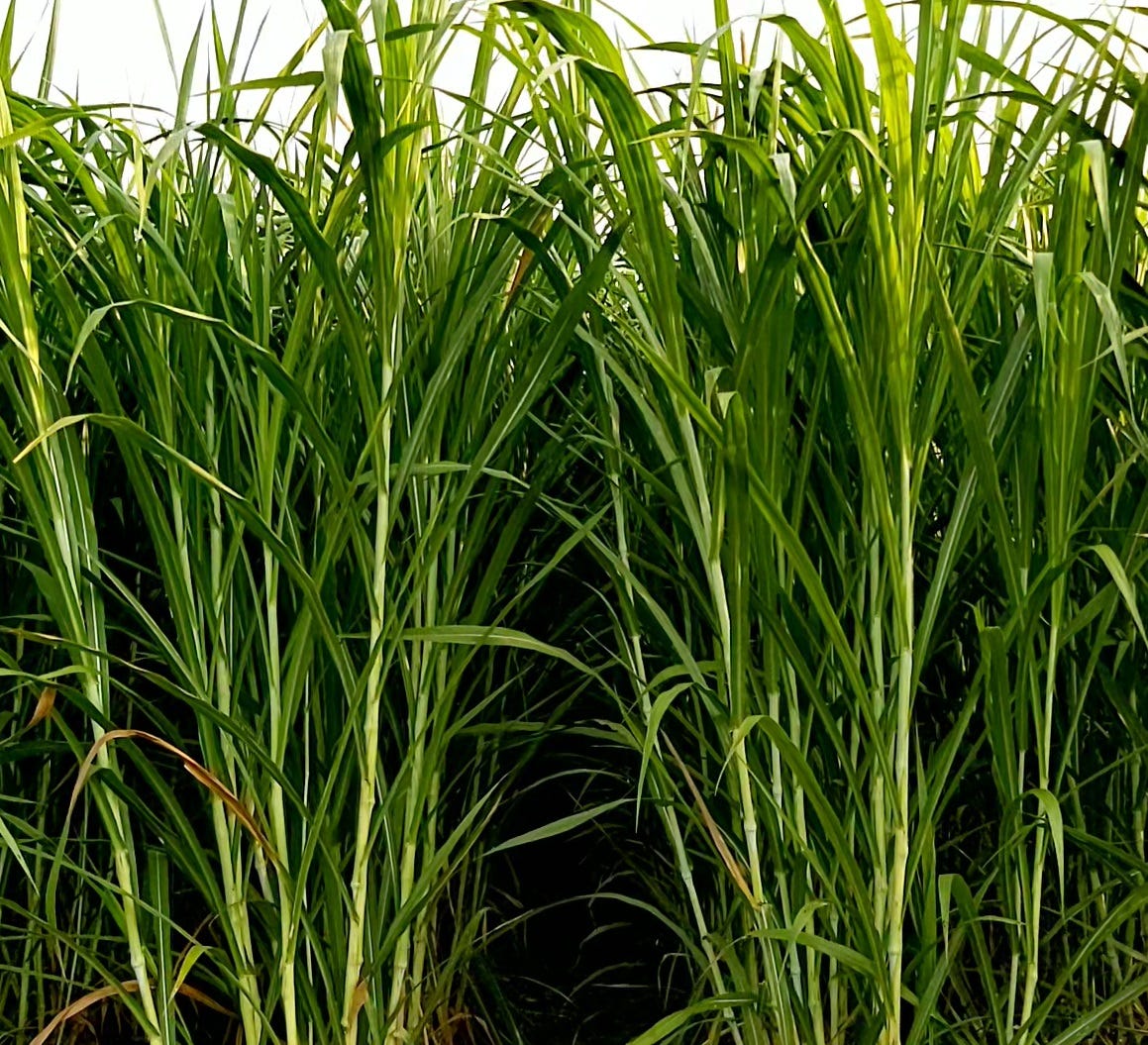 Is Super Napier grass good for cows? Joshjiii Medium
