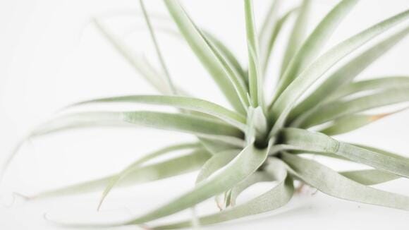 Tillandsia cyanea ‘White' T'S TROPICALS Tillandsia cyanea 'White' T'S TROPICALSTillandsia cyanea Biancini