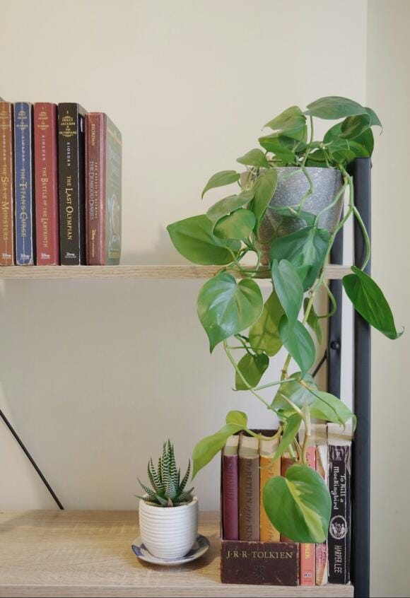 Beware of these 5 House Plants Harmful to Dogs | by Christina Howard |  Medium