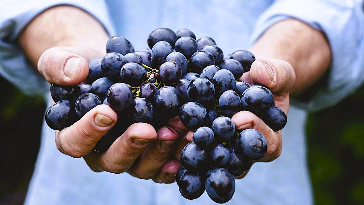 Dunia Hari Ini Kekurangan Orang yang Mau Memakan “Buah Asam”