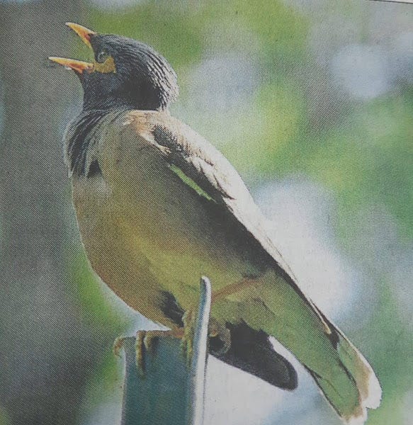 A Forest Bird Never Wants a Cage Meaning in Hindi: True Freedom Explained